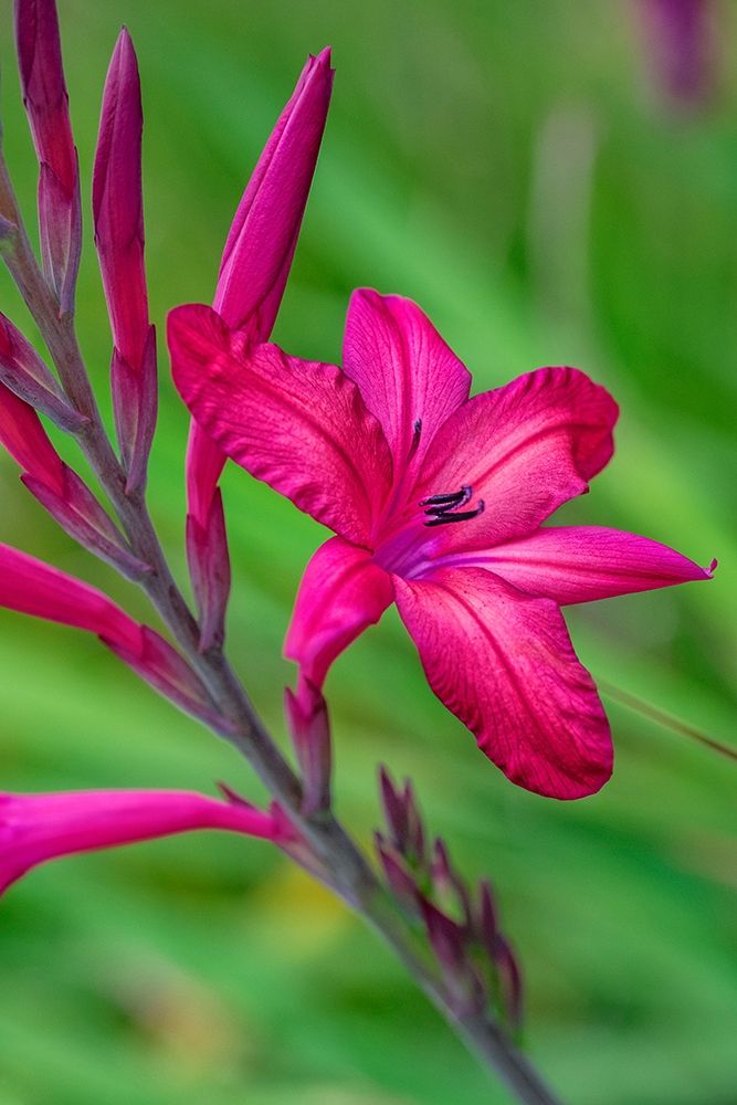 Pink Gladiolus